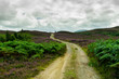 Mountain path through farns and green plants