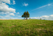 single tree