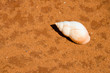 Snail shell on an earthen background