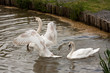 Three of last year's cygnets