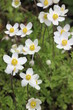 Anemone sylvestris, das große Windröschen