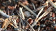 A group of ants, working at their anthill.