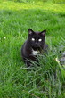 Blacky