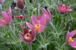 Foto: Küchenschelle Küchenschelle