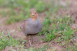Rebhuhn, Grey Partridge, Perdix perdix