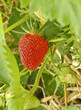 Erdbeere