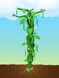 The beanstalk