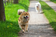 zwei Hunde rennen auf einem Feldweg