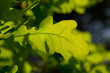 Oak tree leaf