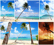 Palm trees on the beach set