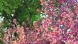 Pink apple blossom, pan