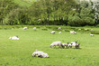 Photo: landscape with sheep, Cumbria, England landscape with sheep, Cumbria, England