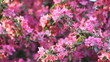 Pink apple blossom, medium shot