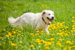 Foto: Golden Retriever in Löwenzahnwiese Golden Retriever in Löwenzahnwiese
