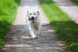 Foto: Golden Retriever läuft auf einem Feldweg Golden Retriever läuft auf einem Feldweg
