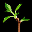 Spring Branch with New Green Leaves on Black Background
