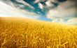 Photo: Wheat field against a blue sky Wheat field against a blue sky