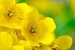 Photo: Yellow Kingcup (Marsh Marigold) Flowers Macro Yellow Kingcup (Marsh Marigold) Flowers Macro