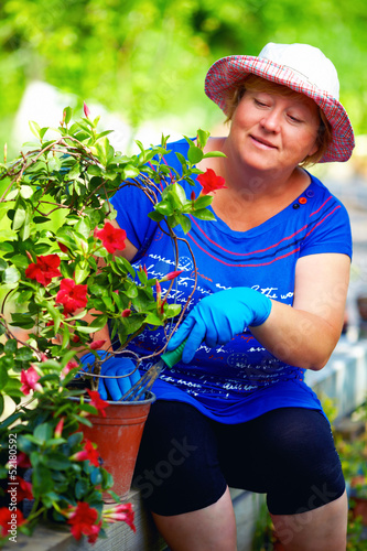 Photo: adult woman cares for blooming dipladenia plant in garden adult woman cares for blooming dipladenia plant in garden