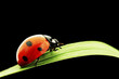 Foto: ladybug isolated on black ladybug isolated on black