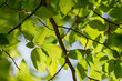 Fresh beech leaf