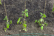 Photo: seedlings of tomatoes seedlings of tomatoes