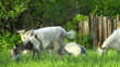 Goats are grazing on green pature in the countryside