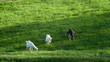 Goats grazing on green pasture background, long shot