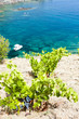 vineyard on Cap de Peyrefite near Cerbere, Languedoc-Roussillon,