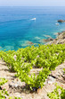 vineyard on Cap de Peyrefite near Cerbere, Languedoc-Roussillon,