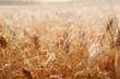 wheat field