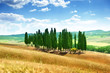 Foto: trees in Val d'Orcia, Tuscany trees in Val d'Orcia, Tuscany