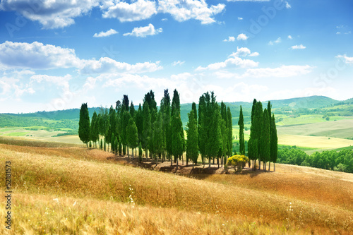 Photo: trees in Val d'Orcia, Tuscany trees in Val d'Orcia, Tuscany