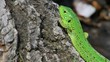 Sand lizard male in the wild, close up