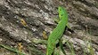 Sand lizard male, running away
