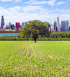 American Red Farm With Chicago Skyline in Background