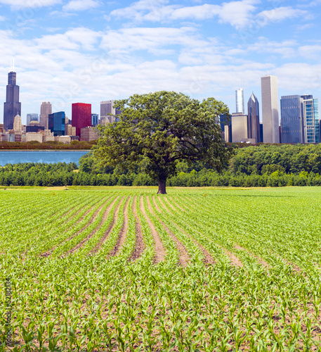 Photo: American Red Farm With Chicago Skyline in Background American Red Farm With Chicago Skyline in Background