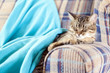 Young Cat