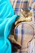 Young Cat