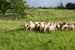 Flock of sheep high in the mountain before the storm.