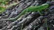 Sand lizard male against stump background, medium shot