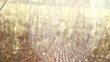 Spider net with water drops