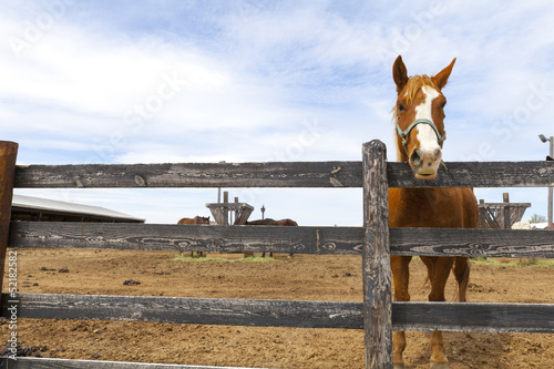 Photo: Horse Horse