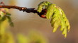 Spring oak leaves after rain