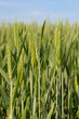 Foto: Orzo Orzo