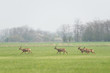 Reh, Roe deer, Capreolus capreolus