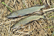 fish on a the reeds