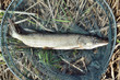 fish on reeds