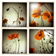 Smartphoneography - poppies
