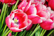 Foto: Fresh pink tulips Fresh pink tulips